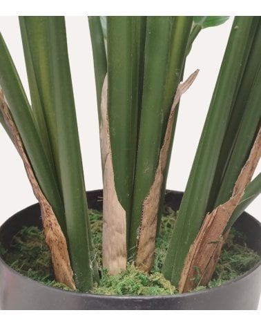 Planta Decorativa Calathea de Aspecto Realista