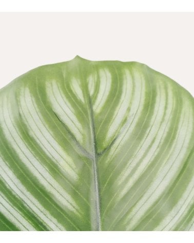 Planta Decorativa Calathea de Aspecto Realista
