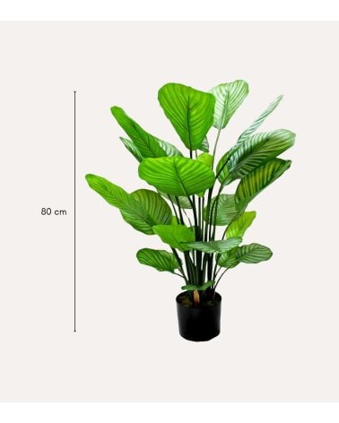 Planta Decorativa Calathea de Aspecto Realista