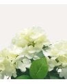Planta Decorativa Flores Hortensia de Aspecto Realista