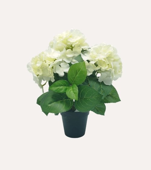 Planta Decorativa Flores Hortensia de Aspecto Realista