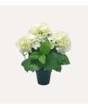 Planta Decorativa Flores Hortensia de Aspecto Realista