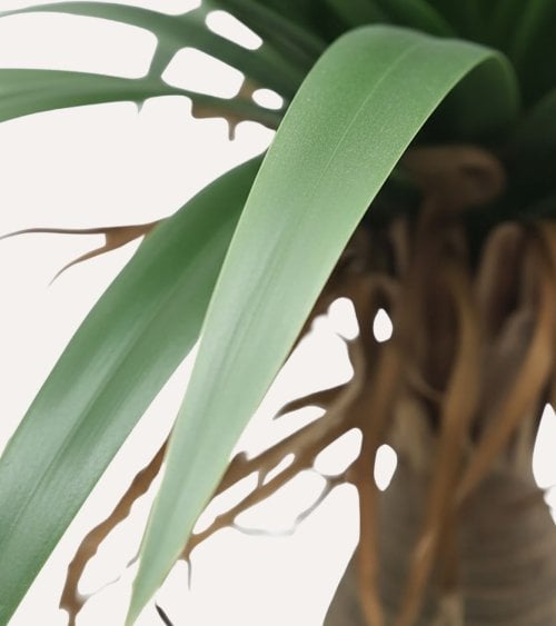 Yuca Decorativa de Aspecto Realista para Exterior