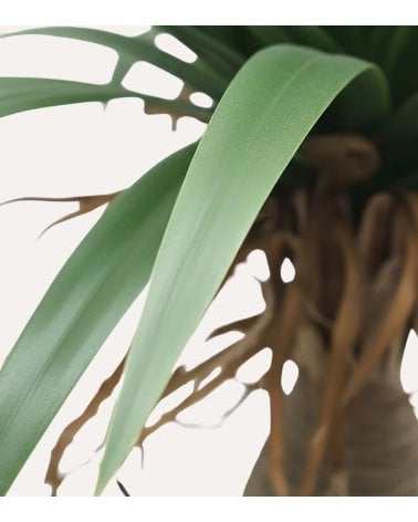 Yuca Decorativa de Aspecto Realista para Exterior