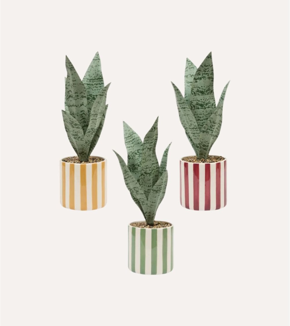 Sansevieria Decorativa Chéri con Maceta de Dolomita