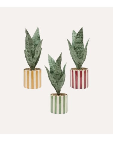 Sansevieria Decorativa Chéri con Maceta de Dolomita