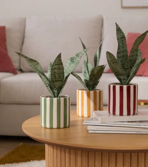 Sansevieria Decorativa Chéri con Maceta de Dolomita