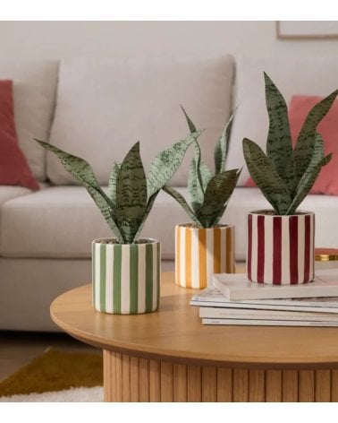 Sansevieria Decorativa Chéri con Maceta de Dolomita