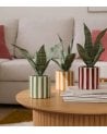 Sansevieria Decorativa Chéri con Maceta de Dolomita