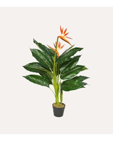 Planta Decorativa Flor Esterlizia de Aspecto Realista