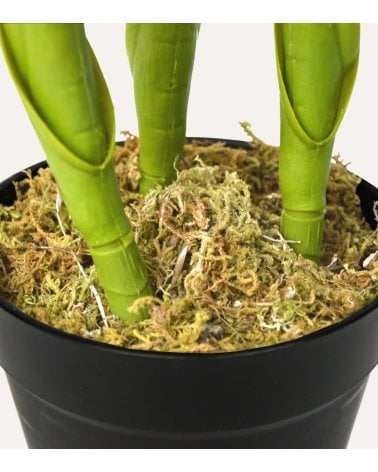 Planta Decorativa Flor Esterlizia de Aspecto Realista