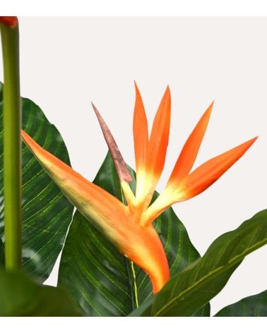 Planta Decorativa Flor Esterlizia de Aspecto Realista