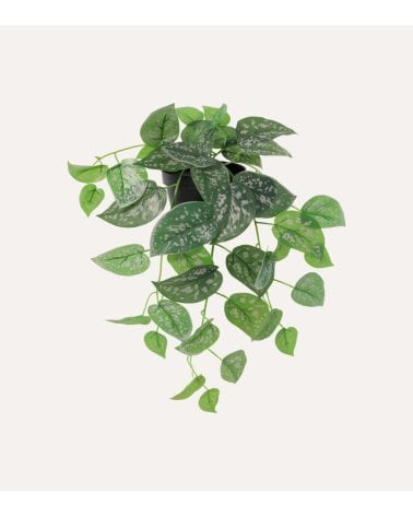Planta Decorativa Potos Colgante de Aspecto Realista