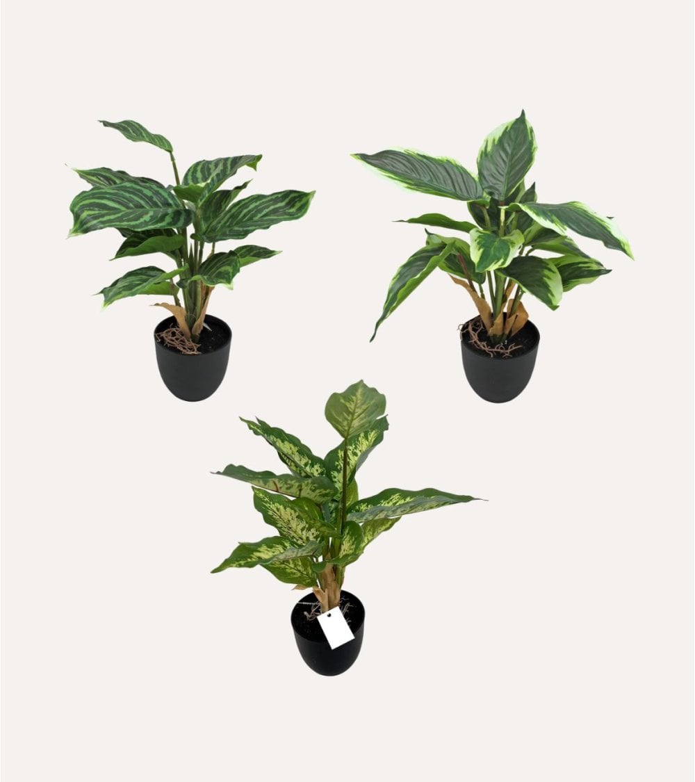 Planta Decorativa Pincelito de Aspecto Realista