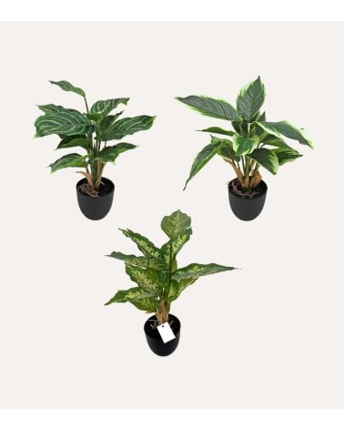 Planta Decorativa Pincelito de Aspecto Realista