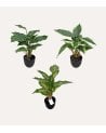 Planta Decorativa Pincelito de Aspecto Realista