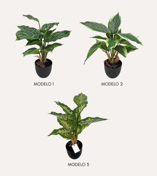 Planta Decorativa Pincelito de Aspecto Realista