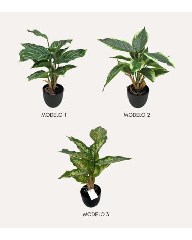 Planta Decorativa Pincelito de Aspecto Realista