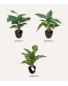 Planta Decorativa Pincelito de Aspecto Realista