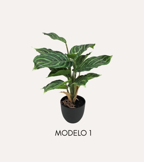 Planta Decorativa Pincelito de Aspecto Realista
