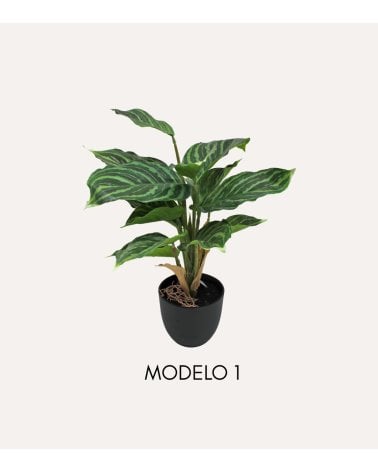 Planta Decorativa Pincelito de Aspecto Realista