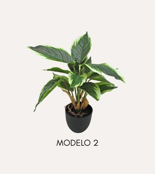 Planta Decorativa Pincelito de Aspecto Realista