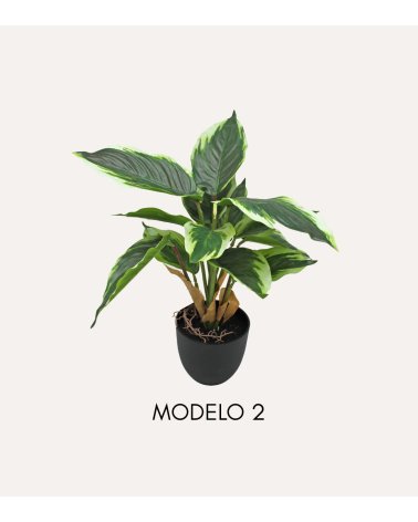 Planta Decorativa Pincelito de Aspecto Realista