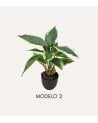 Planta Decorativa Pincelito de Aspecto Realista