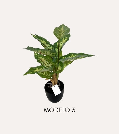 Planta Decorativa Pincelito de Aspecto Realista