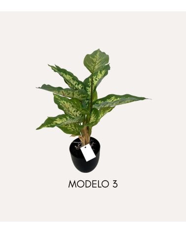 Planta Decorativa Pincelito de Aspecto Realista