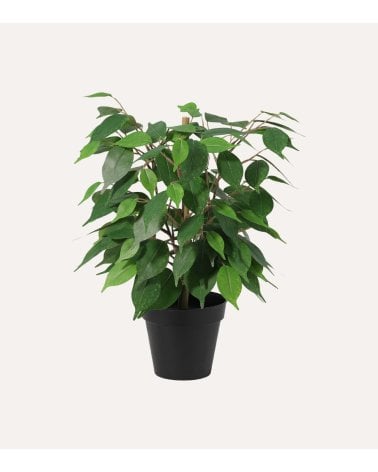 Planta Decorativa Ficus de Aspecto Realista