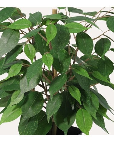 Planta Decorativa Ficus de Aspecto Realista