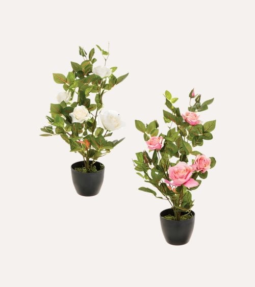 Rosal Decoratico con Maceta de Cemento