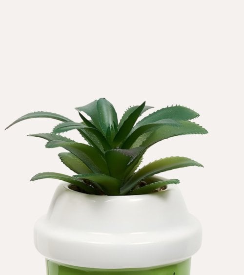 Planta Decorativa Kawai en Maceta de Dolomita