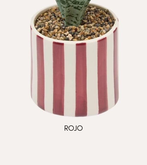 Sansevieria Decorativa Chéri con Maceta de Dolomita