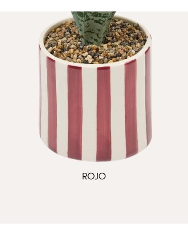 Sansevieria Decorativa Chéri con Maceta de Dolomita