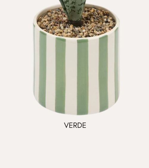 Sansevieria Decorativa Chéri con Maceta de Dolomita