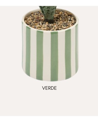 Sansevieria Decorativa Chéri con Maceta de Dolomita