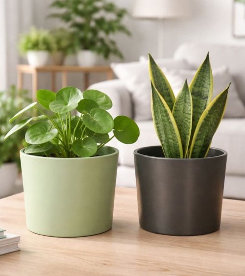 Maceta Cilíndrica Bordes Redondeados de Cerámica