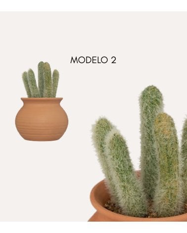 Cactus Decorativo Alicante con Maceta de Cerámica