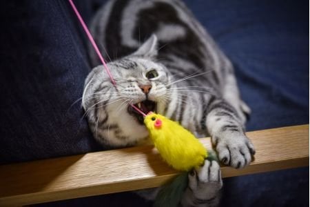 Juguetes para Mascotas